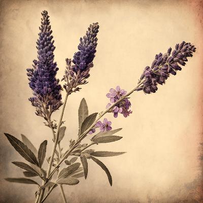 #43 Blanket's Comfort - Weave protective and cozy energies around loved ones