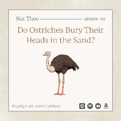 Do Ostriches Bury Their Heads in the Sand? Lesson 115