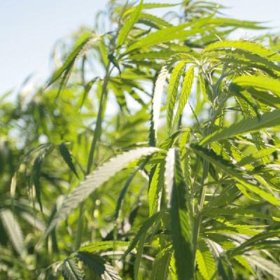 Flora non grata – Eingeständnis einer Niederlage