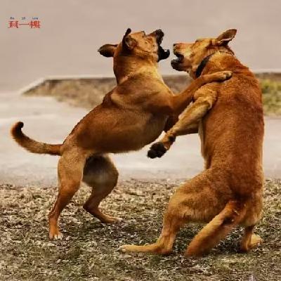 Res22.狗咬狗-88年西北二王杀人碎尸案