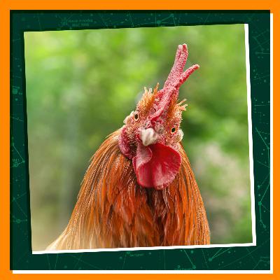 Chicken Talk and Friendly Flocks