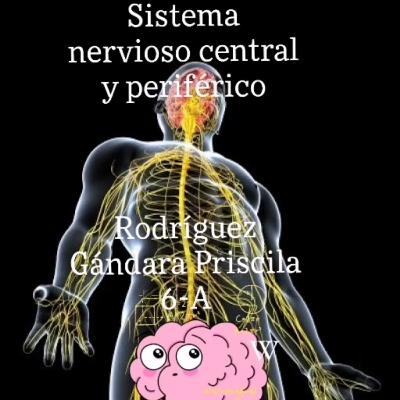 Sistema nervioso central y periférico🧠