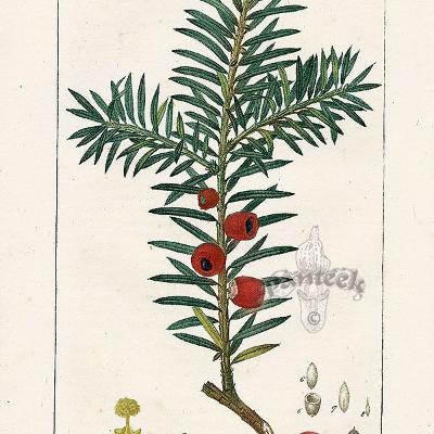 Show 262: Symphoricarpos and Yew