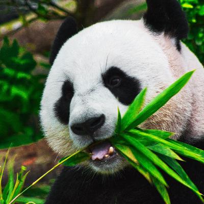 Episode 4 - Fantastic facts about pandas