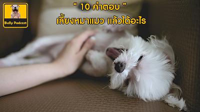 10 คำตอบ เลี้ยงหมาแมวแล้วได้อะไร The Cutedog’s Podcast EP 9 10 คำตอบ เลี้ยงหมาแมวแล้วได้อะไร The Cutedog’s Podcast EP 9