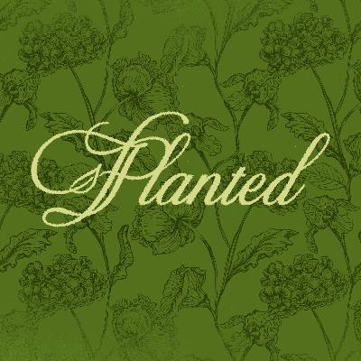 "Planted" Pastor Cliff "Planted" Pastor Cliff