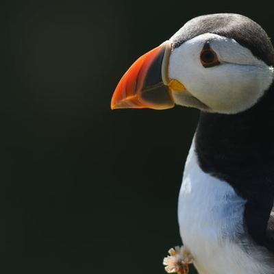 After 25 years, Puffins return to the Isle of Muck