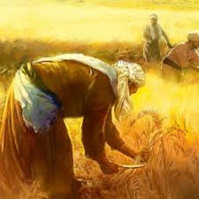 Perumpamaan Lalang di Antara Gandum Perumpamaan Lalang di Antara Gandum