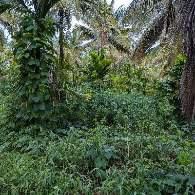 Siri Eco Farm, structure engagée pour la promotion de l'agriculture naturelle en Inde. Siri Eco Farm, structure engagée pour la promotion de l'agriculture naturelle en Inde.