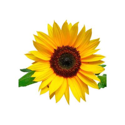 Oração de Priscila - Dez 2020