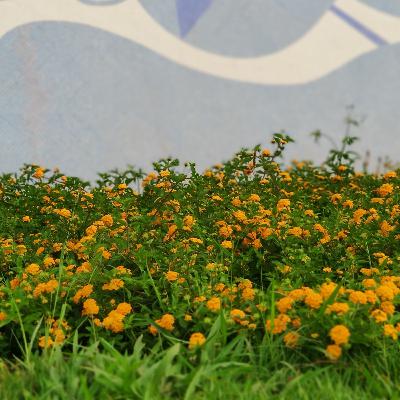 Como eu descobri meu jardim