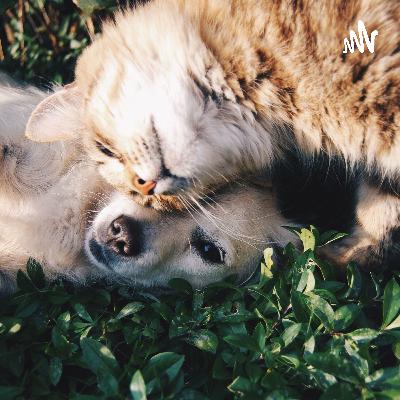 O convívio com animais de estimação pode prevenir doenças