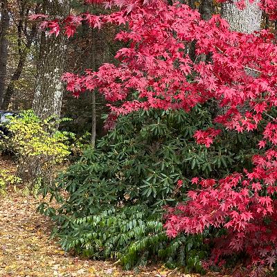 115. 《作為轉捩點的癌症》｜與臨終者對話的故事｜正子攝影檢查結果