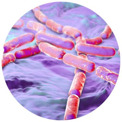 Bacillus cereus (Grupo 4)