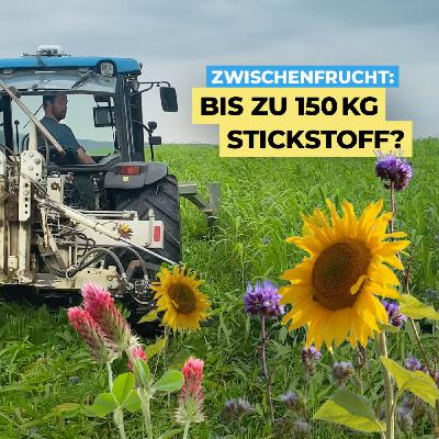 So viel Stickstoff liefert deine Zwischenfrucht wirklich