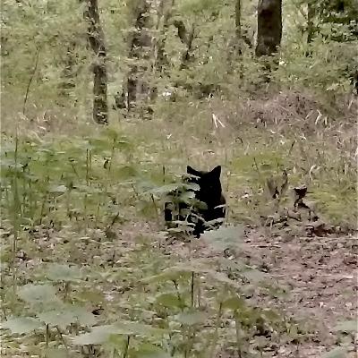 #10 十八の猫