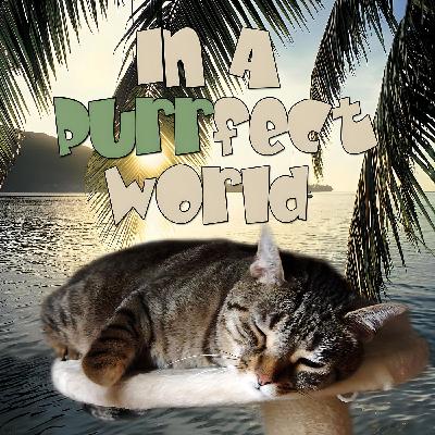 In A Purrfect World - Episode 21 Toys Have Many Uses In A Purrfect World - Episode 21 Toys Have Many Uses