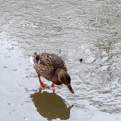 #10 鳥の鳴き声 水辺+森 #10 鳥の鳴き声 水辺+森