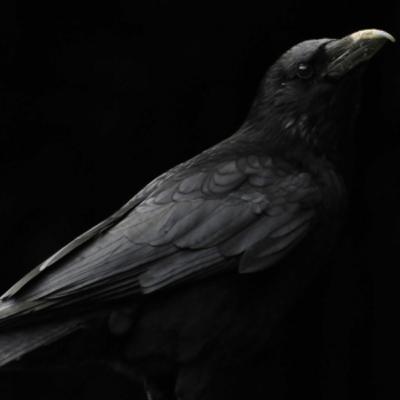 O CORVO