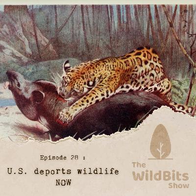 U.S. deports wildlife NOW U.S. deports wildlife NOW