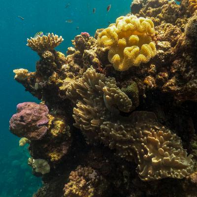 Korallen als Fenster in die Klimavergangenheit