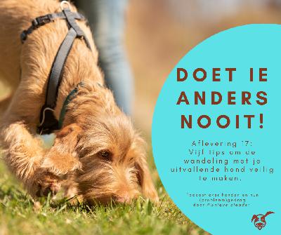 Ep.17:  Vijf tips om de wandeling met je uitvallende hond veilig te maken