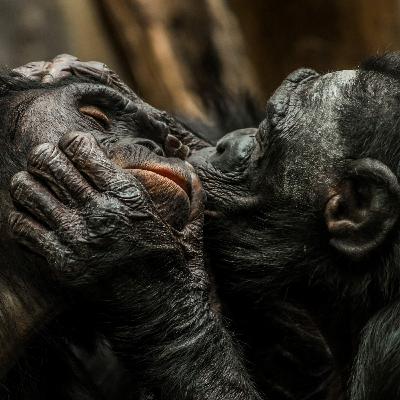 Why do we kiss? It's an evolutionary conundrum Why do we kiss? It's an evolutionary conundrum