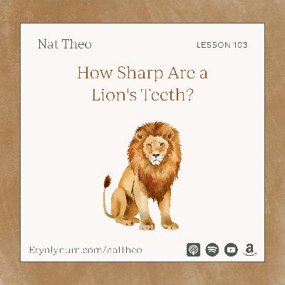How Sharp Are a Lion's Teeth? Lesson 103