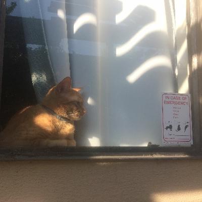 S1E26 - Curtains: How Do You Control The Sun?