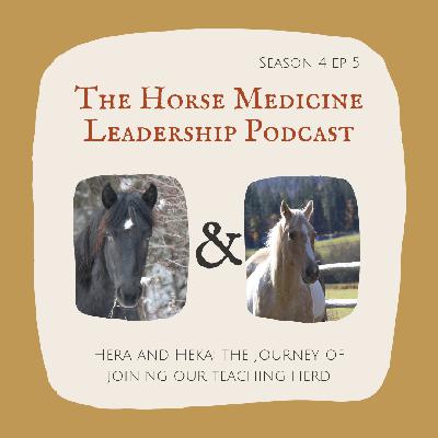 Hera and Heka: A journey of joining our teaching herd.