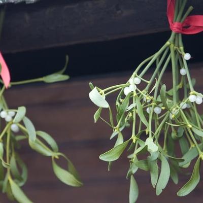 The availability of mistletoe this Christmas The availability of mistletoe this Christmas