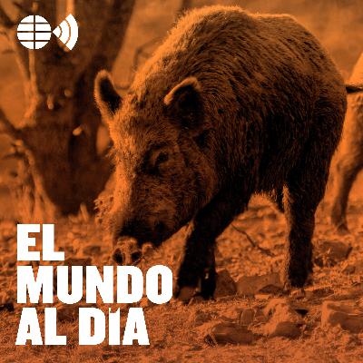 Peste porcina: pánico por el cerdo español