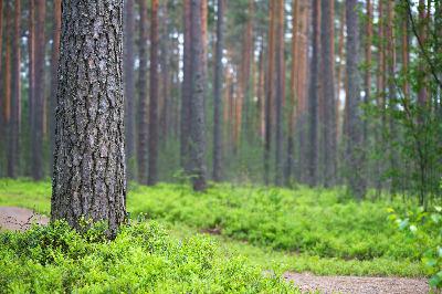 Restoring the Caledonian Forest