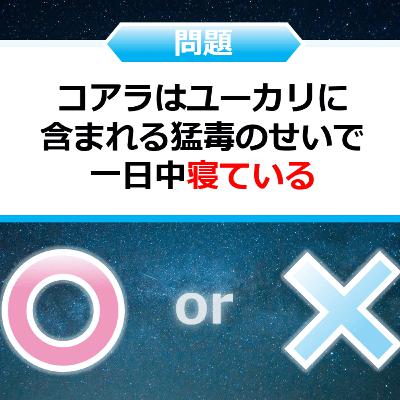クイズ２択王｜動物の雑学｜コアラ