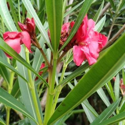 Encantos da natureza com Professor Luiz Roza Camargo