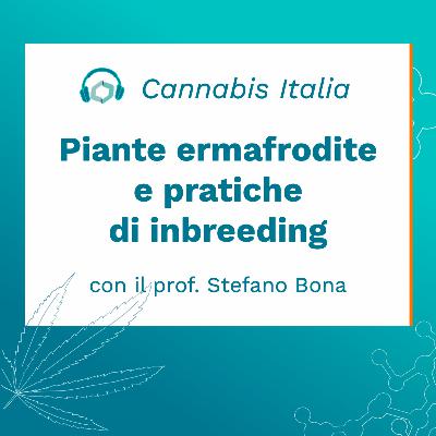 Pratiche di femminizzazione e piante ermafrodite