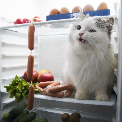 Comedy Cat Podcast. Life with Bucky. Guests - kitchen appliance inventor Roland Hills and Kitty Mr. Coffee. Comedy Cat Podcast. Life with Bucky. Guests - kitchen appliance inventor Roland Hills and Kitty Mr. Coffee.