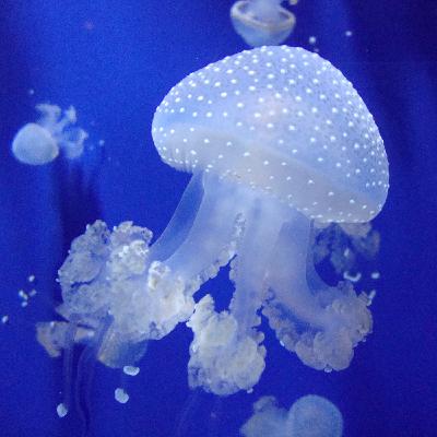 Hung Like A Jellyfish