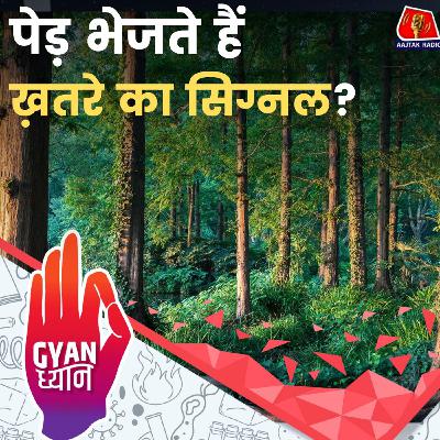 पेड़ों का नेटवर्क काम कैसे करता है?: ज्ञान ध्यान