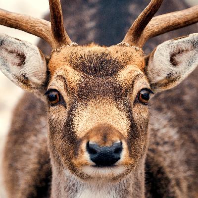 Through the Eyes of a Deer