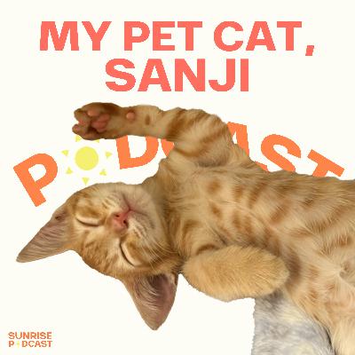 My pet cat, Sanji My pet cat, Sanji