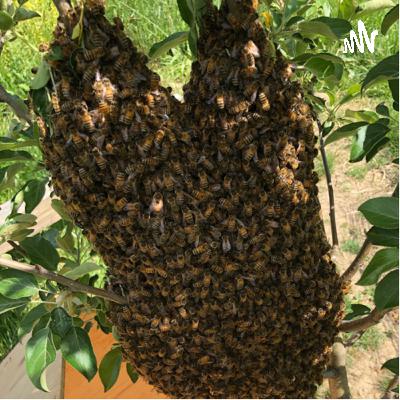 Beginners’ Mind and the Beehive
