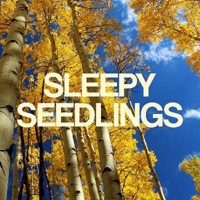 Pando & The Illusion of Separateness