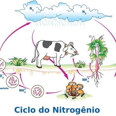 Ciclo do nitrogênio