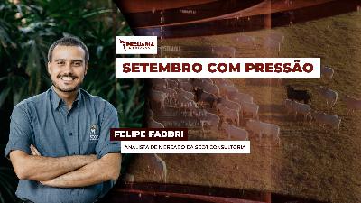 Arroba do boi sofre ajustes em setembro e pode cair um pouco mais com frigoríficos testando patamares inferiores de preços em SP