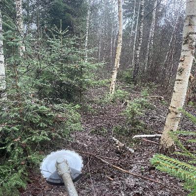 Avsnitt 58 - Bruka skog är livet!