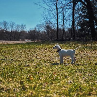 Episode 26: Shepherds to English Setters, How Did We Get Here?