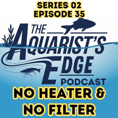 Heater-Free & Filterless Aquariums: How to Build a Balanced Low-Tech Tank