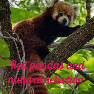 Red pandas and natural selection
