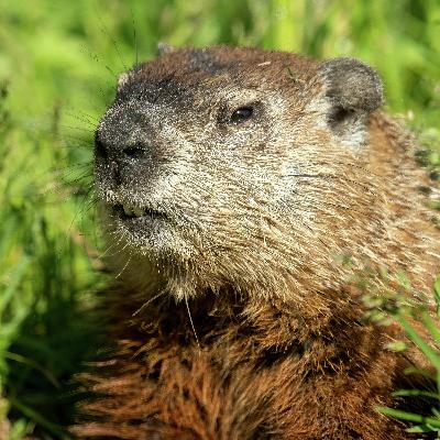 Groundhog Day  - Buying  illegal drugs online in Canada Through Facebook Ad - The Hunt for Toronto's next great Idea